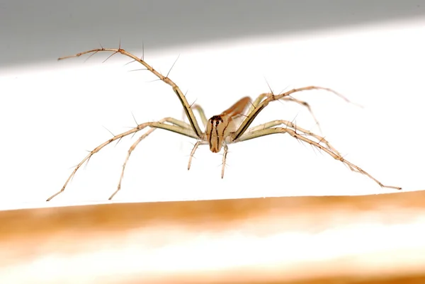 動物のクモのマクロ — ストック写真
