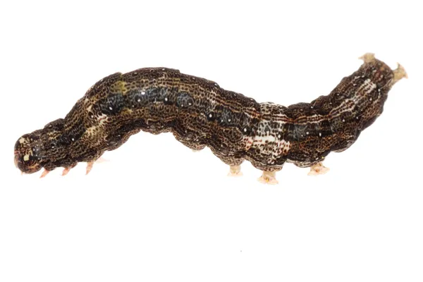 Mariposa polilla oruga larva — Foto de Stock