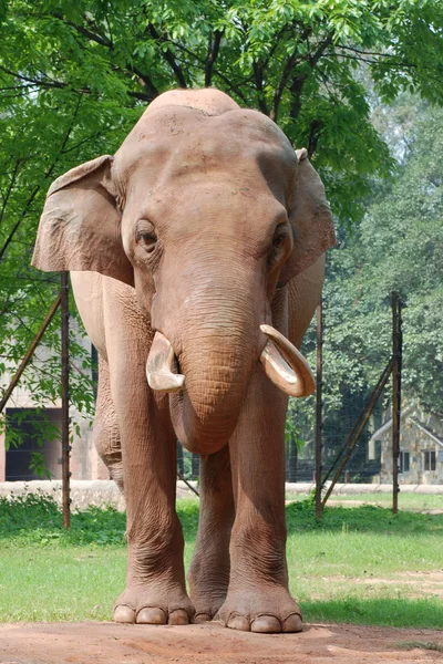 Állati elefánt — Stock Fotó