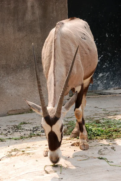 Oryx animal africain gemsbok — Photo