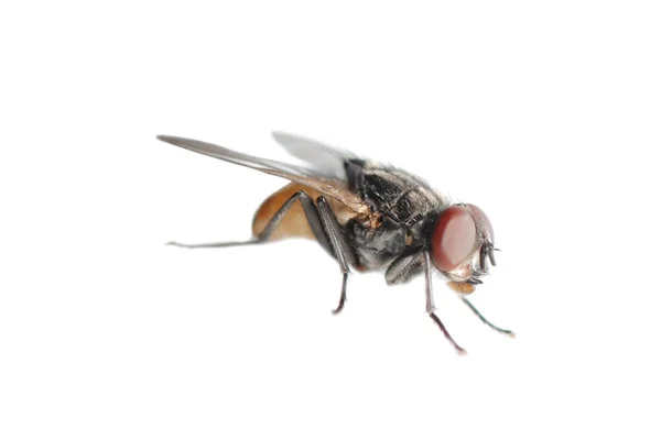 Муха-насекомое изолирована — стоковое фото