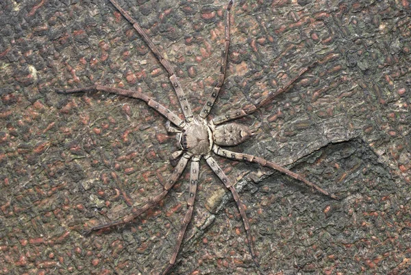 Тварина гігантського павука — стокове фото