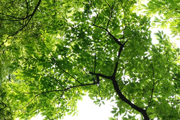 Природа зеленого листя — стокове фото