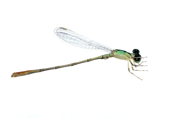 Dragonfly Juffers — Stockfoto
