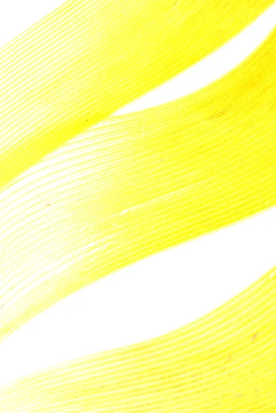 黄色の羽の抽象的なテクスチャ背景 — ストック写真