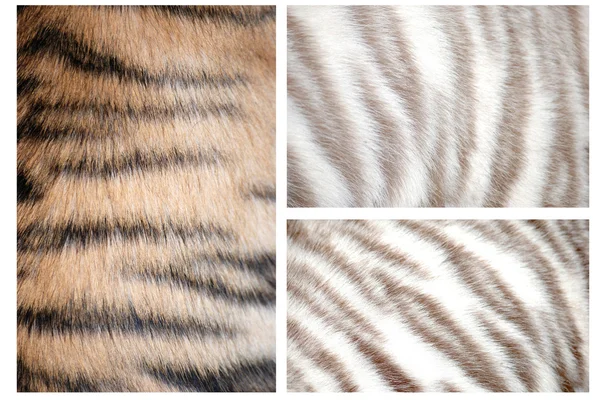 Patrón de piel de tigre —  Fotos de Stock