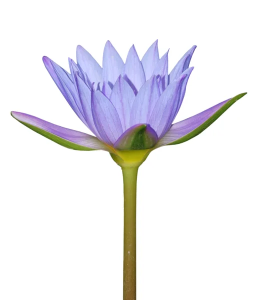 Blue water lily flower — Stock Photo, Image