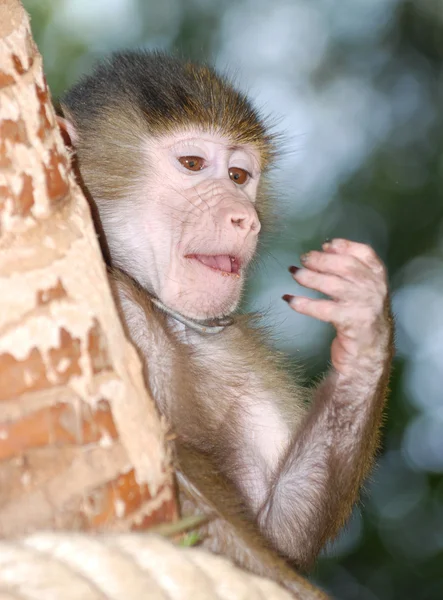 Dierlijke aap — Stockfoto