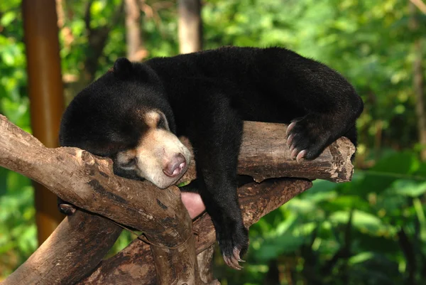 Urso-sol adormecido — Fotografia de Stock