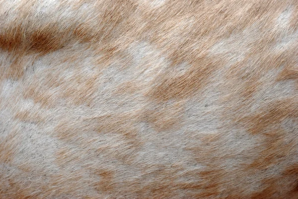 Piel de ciervo de alce animal —  Fotos de Stock