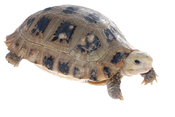 Hayvan kaplumbağa kaplumbağa — Stok fotoğraf
