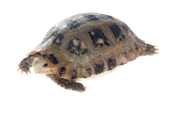 เต่าสัตว์ — ภาพถ่ายสต็อก