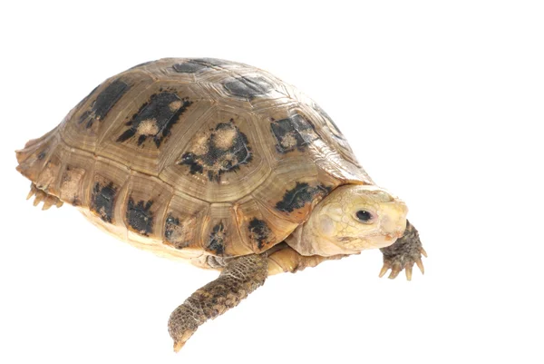 Żółw zwierzę żółw — Zdjęcie stockowe