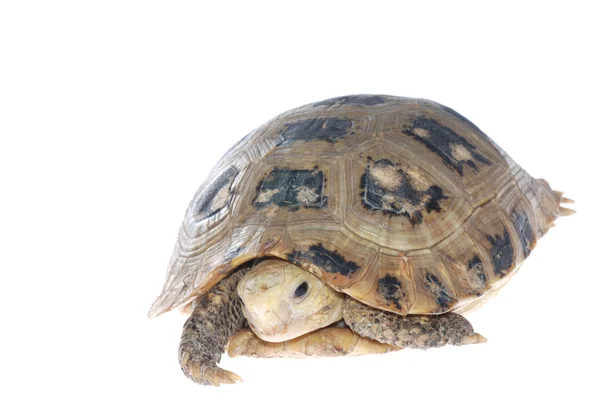 Djur sköldpadda sköldpadda — Stockfoto