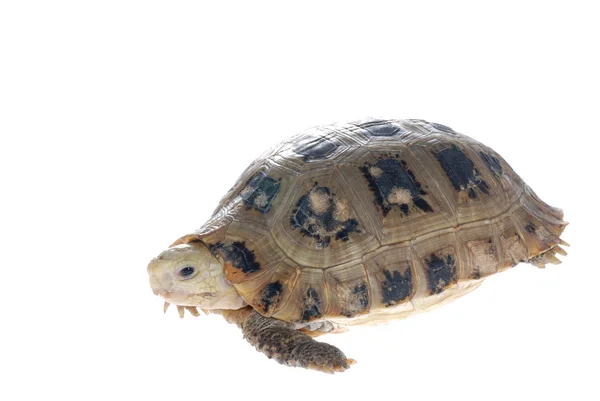 Tortue des animaux tortue — Photo