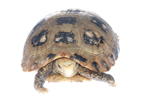 Testuggine tartaruga animale — Foto Stock