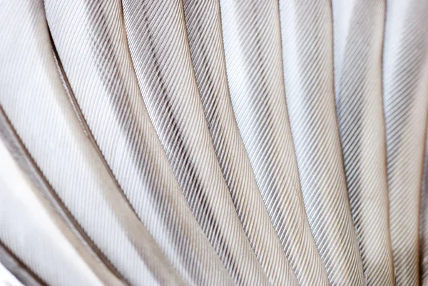 Textura del ala de ave — Foto de Stock