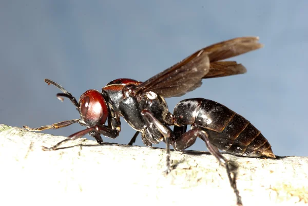 Vespa de vespas — Fotografia de Stock