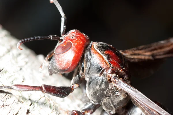 말 벌 wasp — 스톡 사진