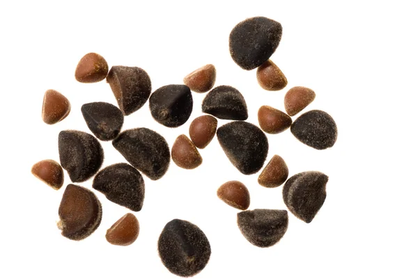 Svlačec semena — Stock fotografie