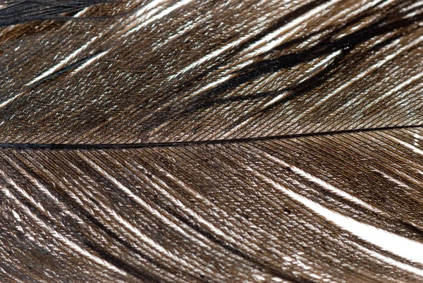 Абстрактная текстура пера — стоковое фото