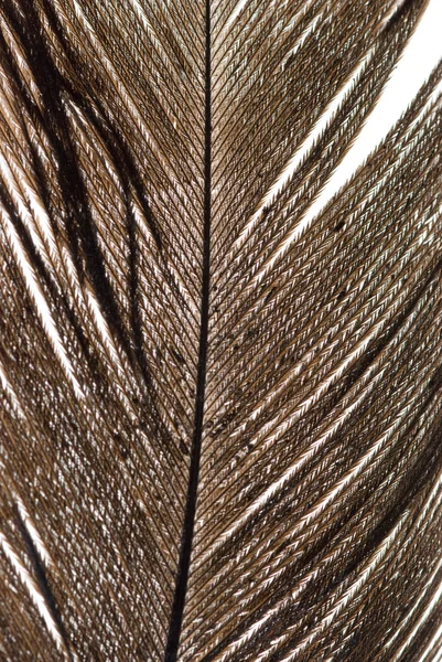 Абстрактная текстура пера — стоковое фото