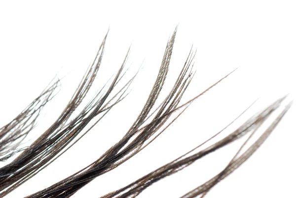 羽毛抽象纹理 — 图库照片