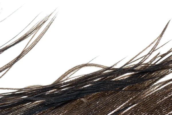 羽毛抽象纹理 — 图库照片
