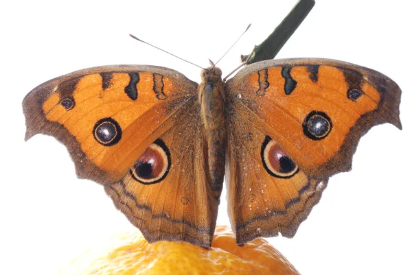 오렌지에 나비 — 스톡 사진