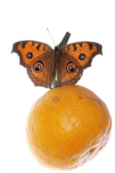Üzerinde turuncu kelebek — Stok fotoğraf