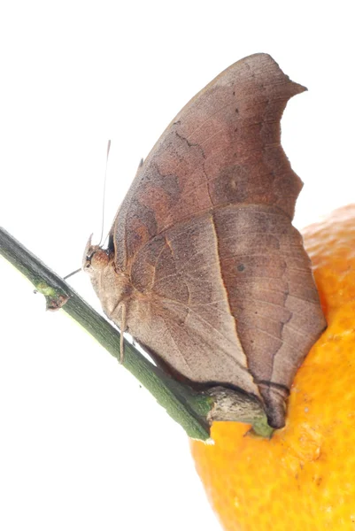 Бабочка на апельсине — стоковое фото