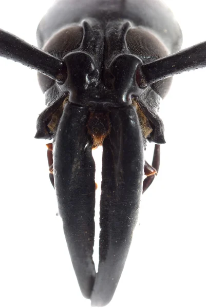 Cabeza de escarabajo de cuerno largo de insectos macro — Foto de Stock