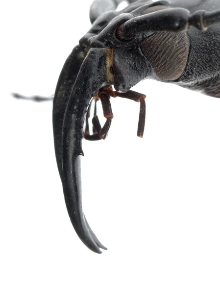 Macro tête de longicorne des insectes — Photo