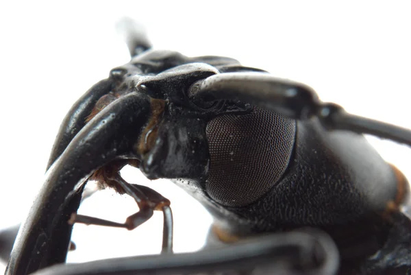 Cabeza de escarabajo de cuerno largo de insectos macro — Foto de Stock
