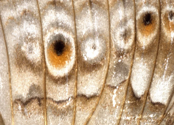 Butterfly wing detail texture — Stock Photo, Image