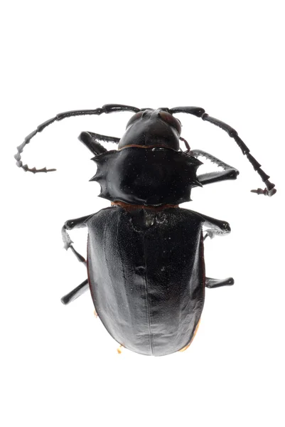 Escarabajo cuerno largo de insectos — Foto de Stock