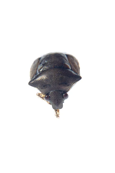 Escudo fedor bug — Fotografia de Stock