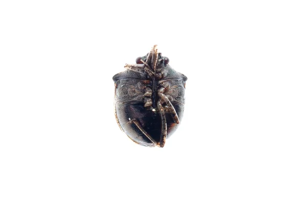 Bouclier puant bug — Photo
