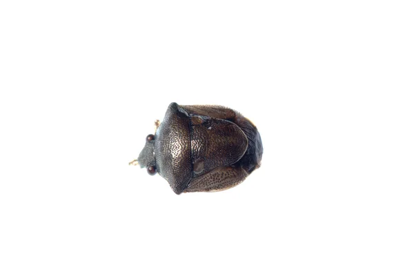 Štít smradlavého chrobáka — Stock fotografie