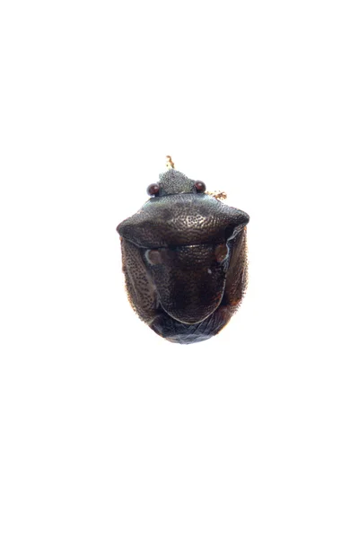 Štít smradlavého chrobáka — Stock fotografie