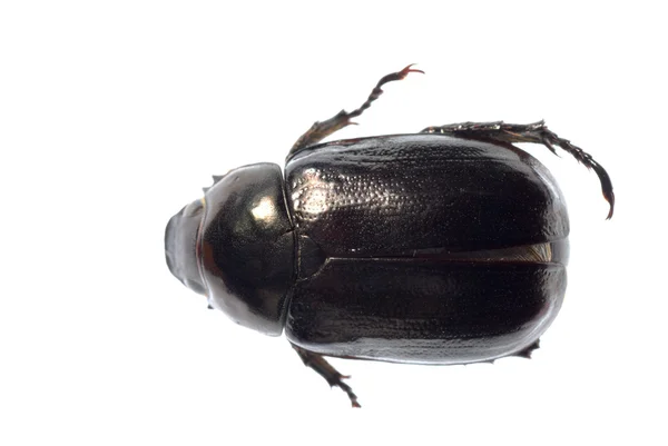 Black scarab beetle — Stock Photo, Image