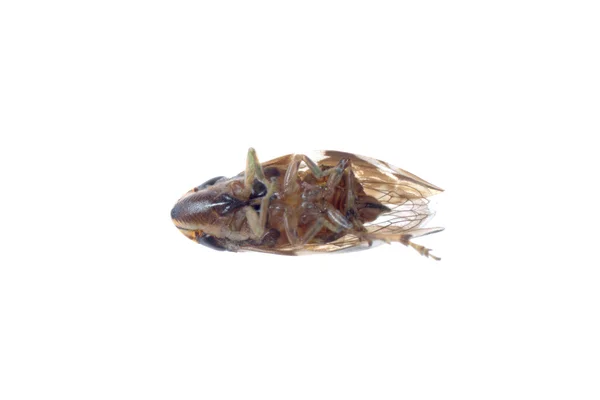Крихітні комахи leafhopper — стокове фото