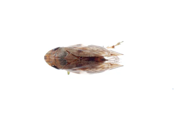 Folhopper de insetos minúsculos — Fotografia de Stock