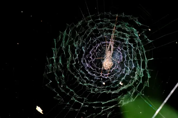 stock image Spider on web