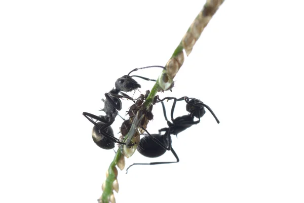 Μυρμήγκι και αφίδων — Φωτογραφία Αρχείου