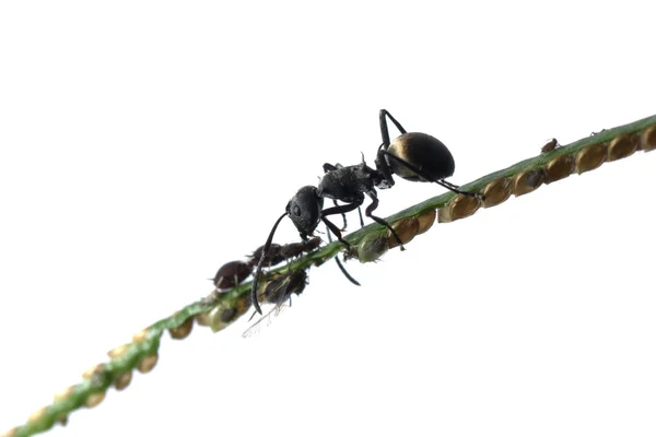 Mrówka i mszyca — Zdjęcie stockowe