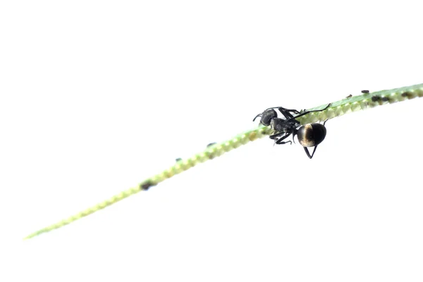 Karınca izole çimenlerin üzerinde — Stok fotoğraf