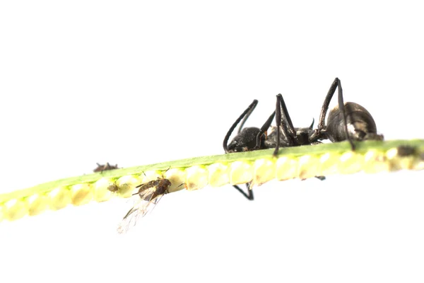 Mrówka na trawie, na białym tle — Zdjęcie stockowe