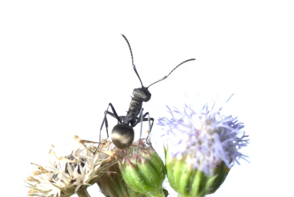 Mrówka na kwiat — Zdjęcie stockowe