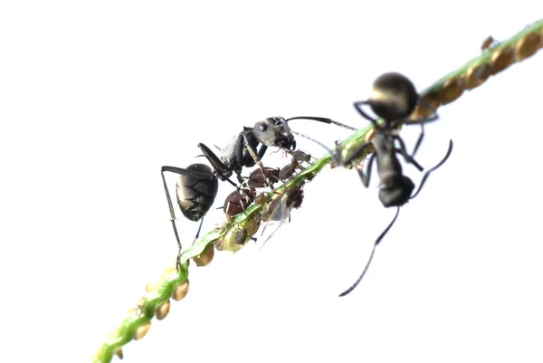 Simbiosis semut dan afid — Stok Foto